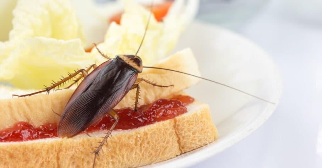What Do Cockroaches Eat