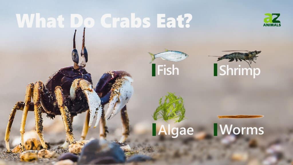 What Do Crabs Eat. An infographic showing that crabss eat fish, shrimp, algae, and worms.