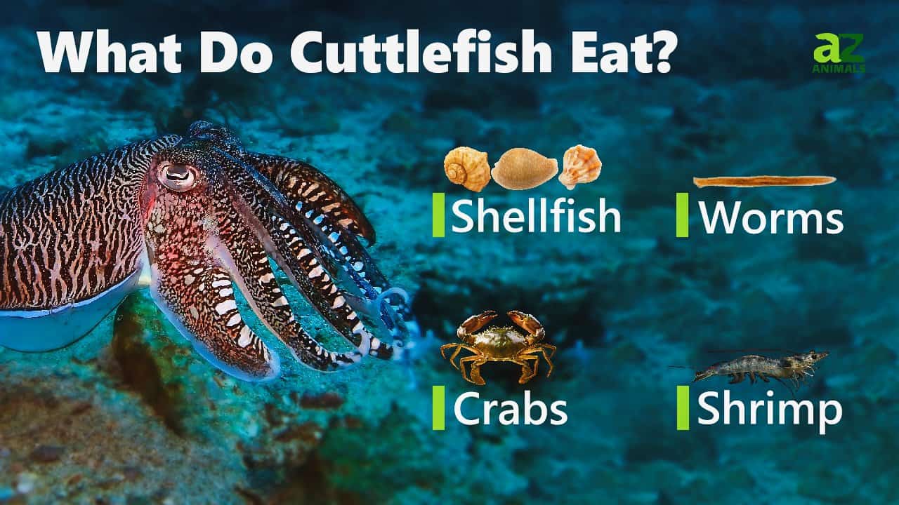 Cuttlefish Eating