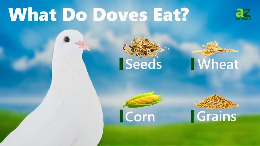 What Do Doves Eat