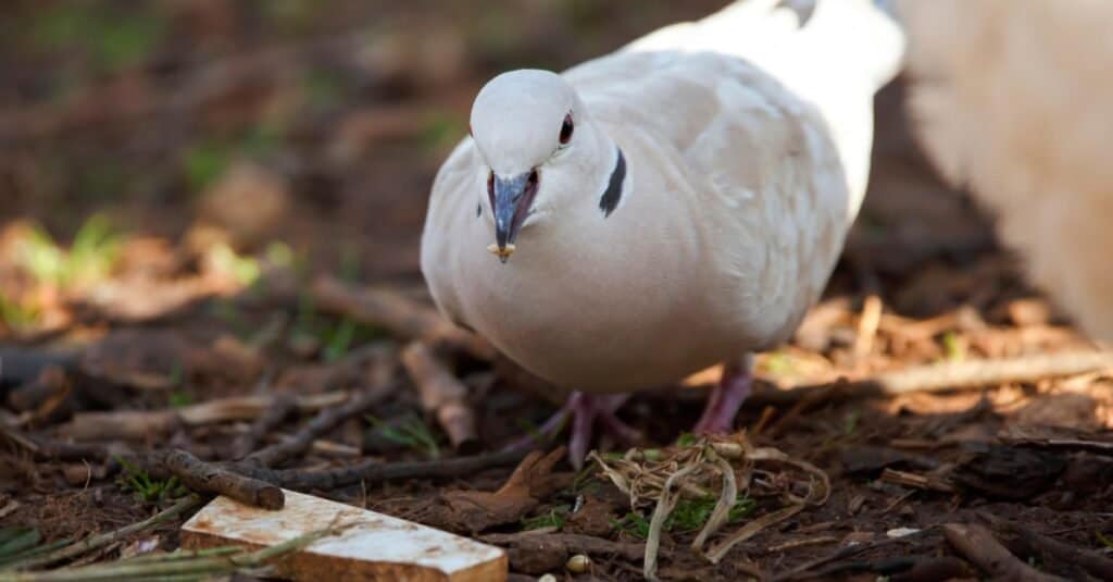 What Do Doves Eat