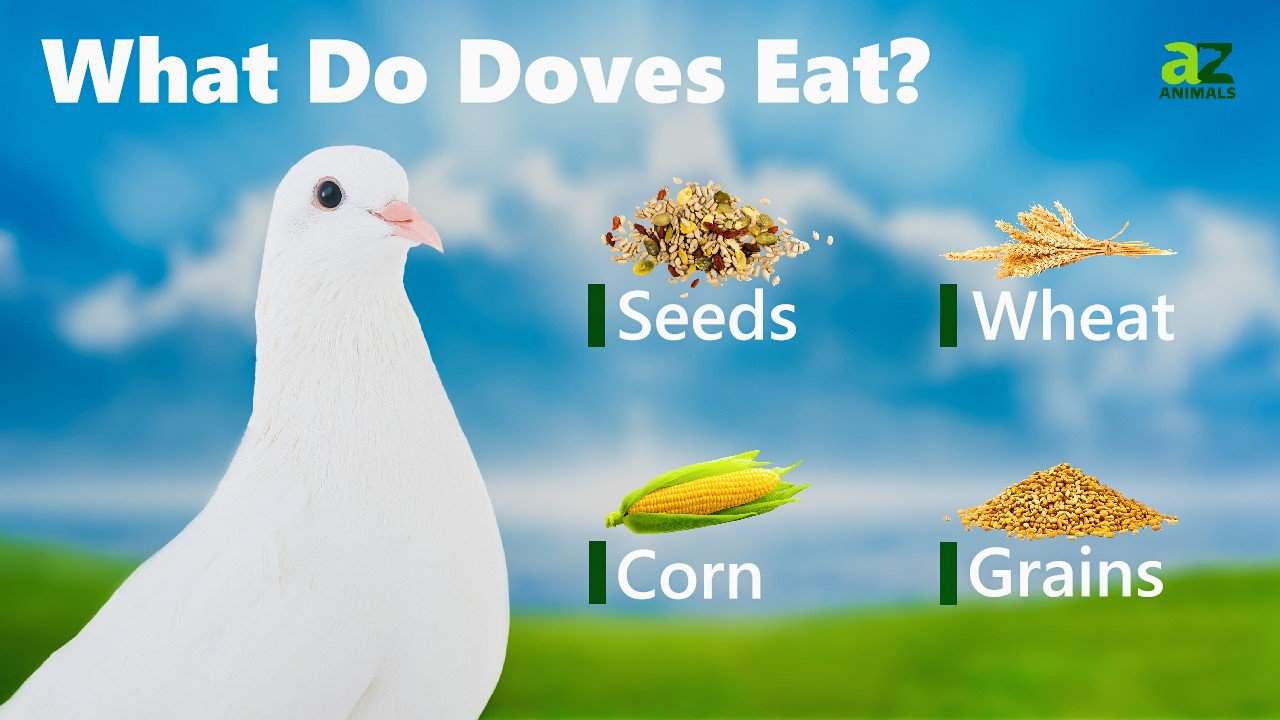 what-do-doves-eat-az-animals