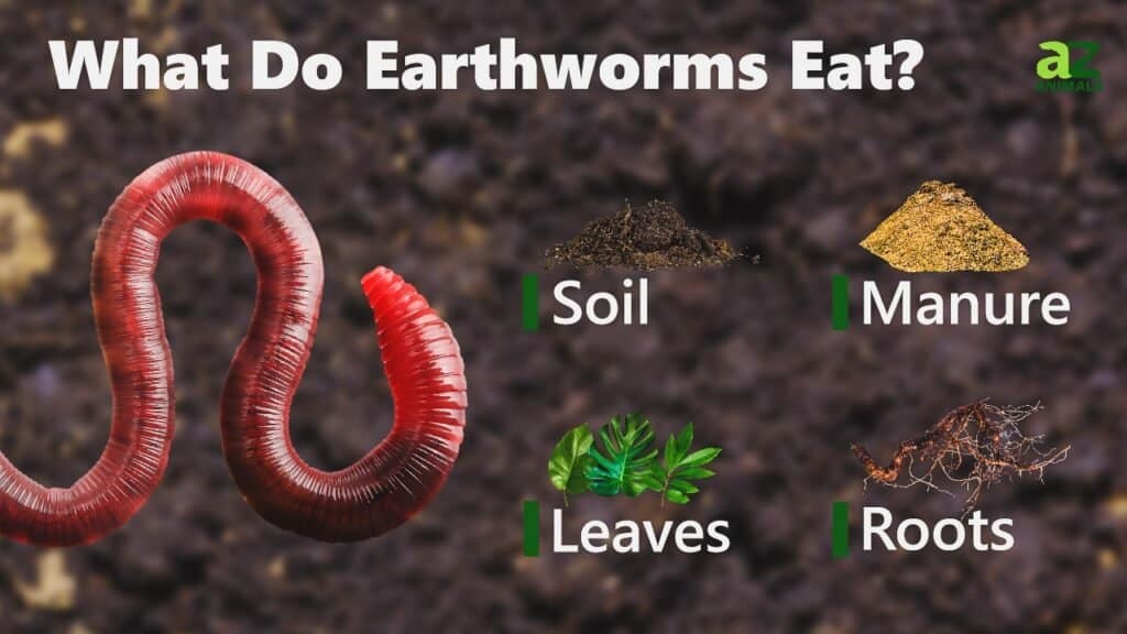 What Do Earthworms Eat? Their Diet Explained - A-Z Animals