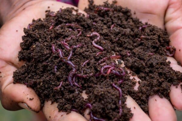 A farmer showing compost with red worms in his hands at Chuadanga, Bangladesh.