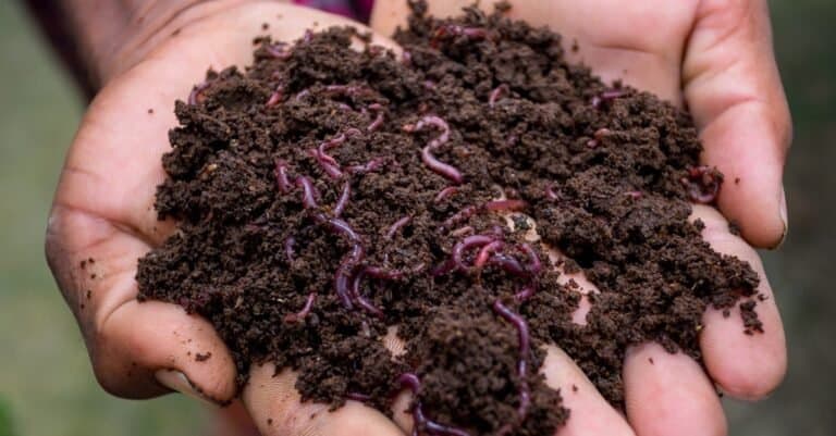What Do Earthworms Eat-earthworms in soil