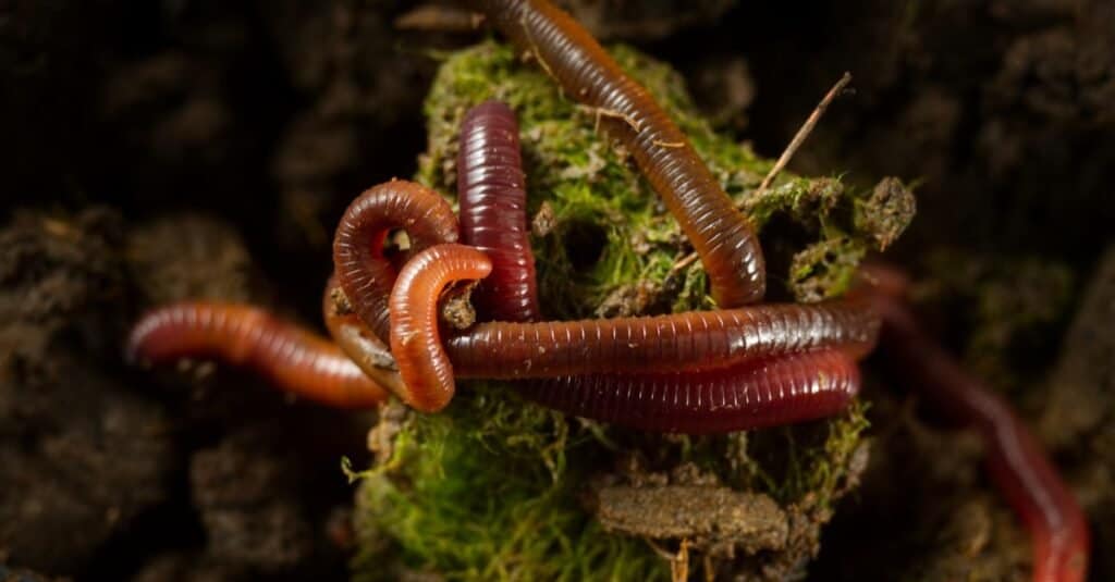 What Do Earthworms Eat