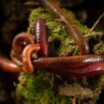 What Do Earthworms Eat