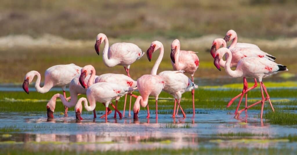 what flamingos eat