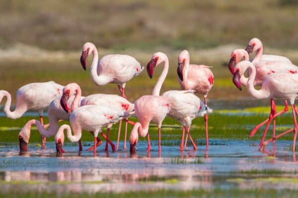 What Do Flamingos Eat