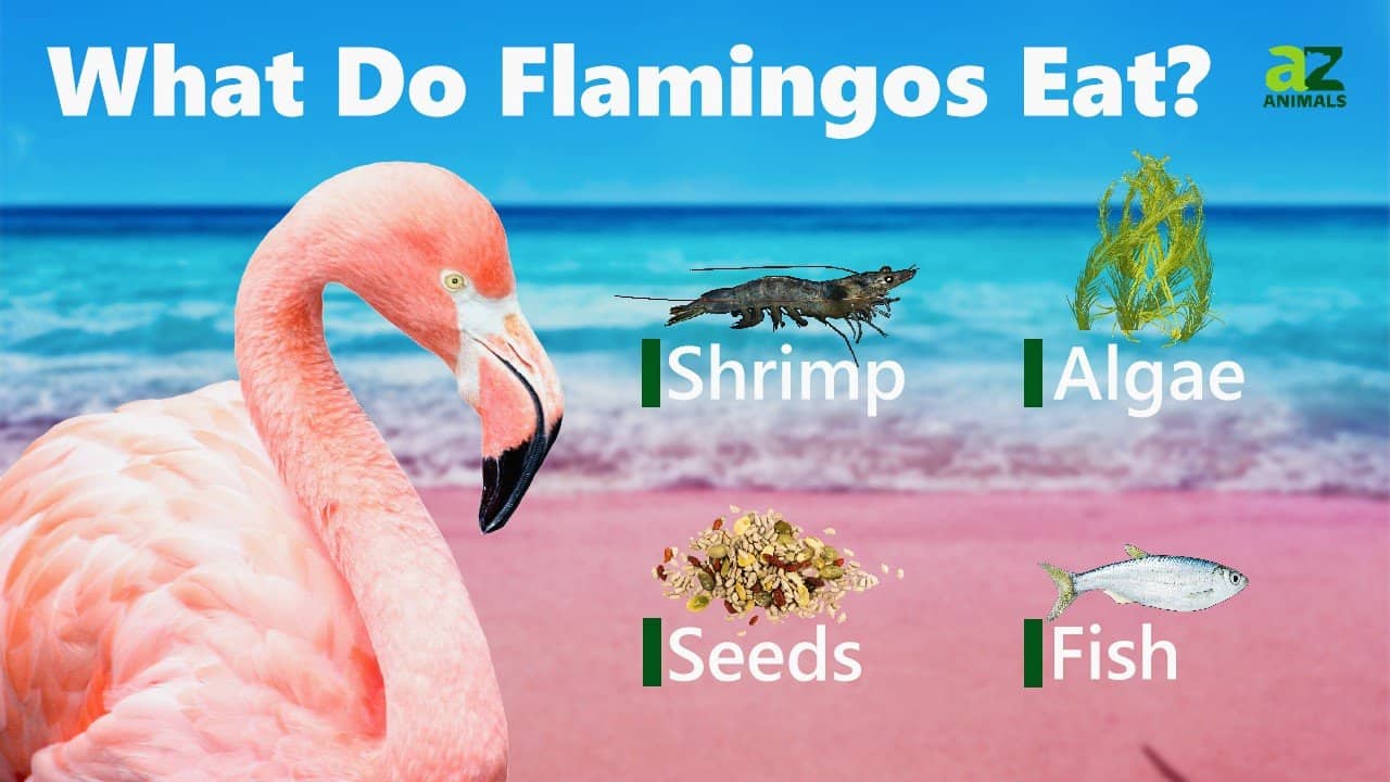 flamingos eating shrimp
