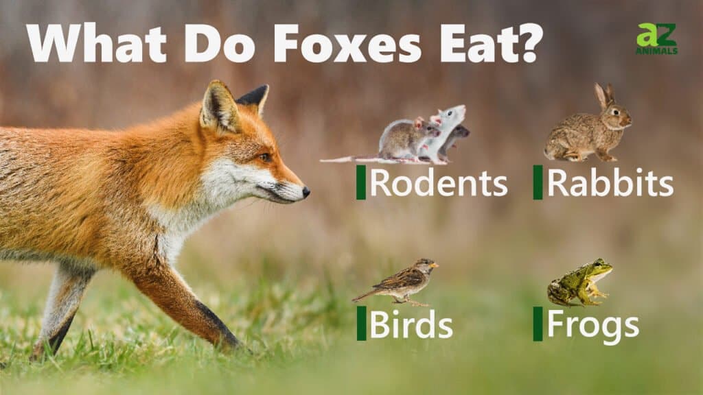 Arctic Fox Eating A Rabbit