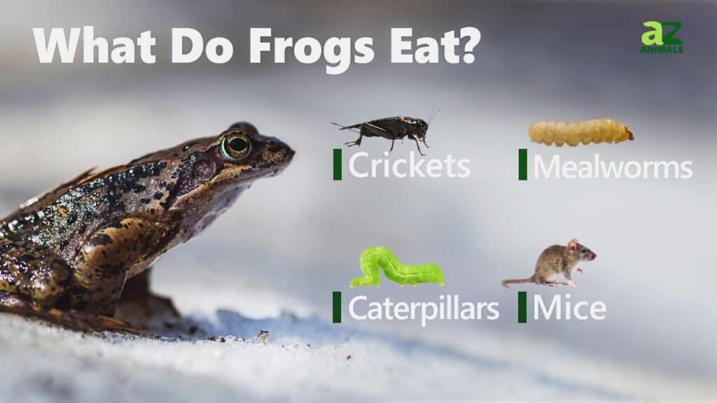 These 5 Fun Facts About Frogs Aren't Well Known to Many - AZPetVet