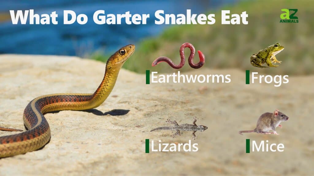 What Do Garter Snakes Eat