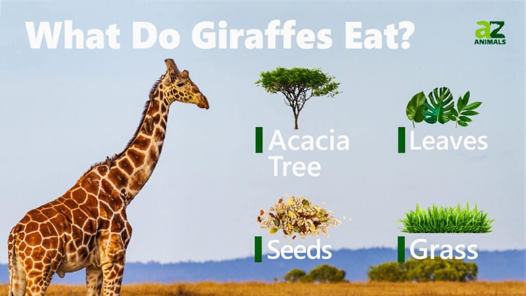 giraffes diet