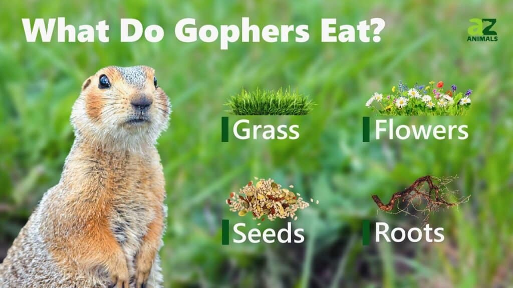 What Do Gophers Eat