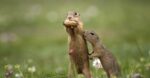 Gopher vs. Prairie Dog