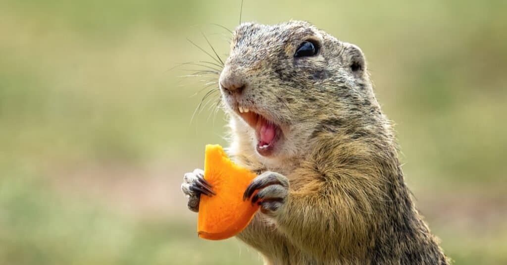 What Do Gophers Eat