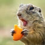 Pocket gophers