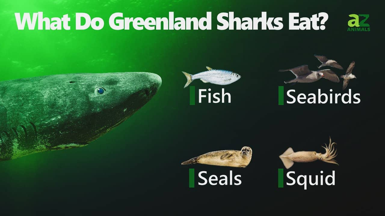What Do Greenland Sharks Eat