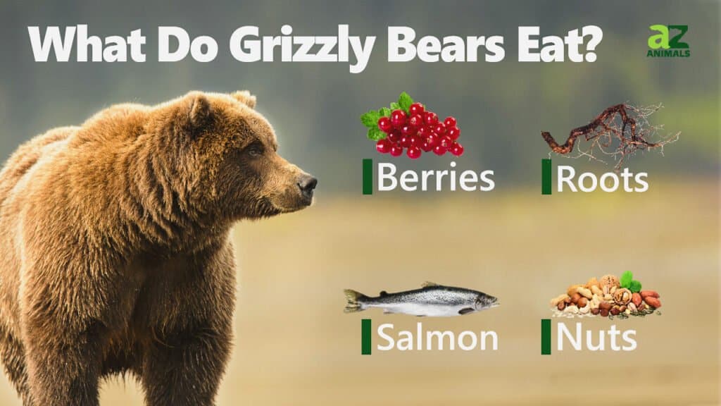 What Do Grizzly Bears Eat? Their Diets Explained - AZ Animals