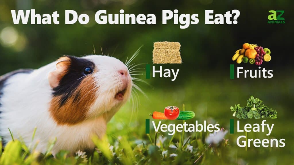 What Do Guinea Pigs Eat