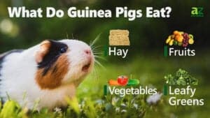 Guinea Pig Animal Facts | Cavia porcellus - A-Z Animals