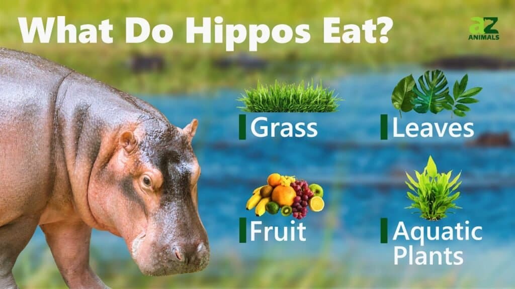 What Do Hippos Eat? - AZ Animals