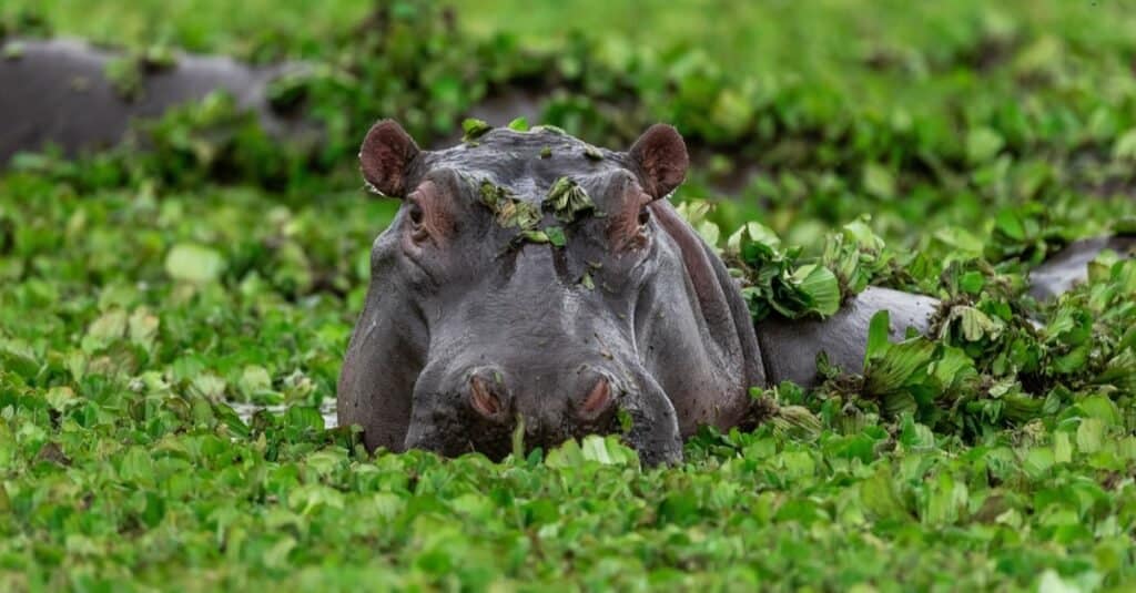 hippo bites lion