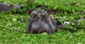 What Do Hippos Eat? Picture