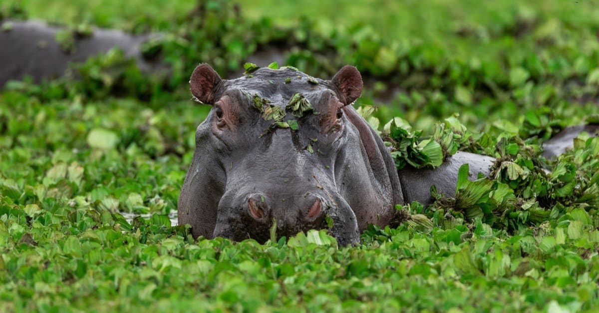 What Do Hippos Eat? - AZ Animals