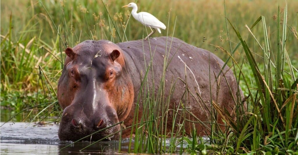 Hippo in water