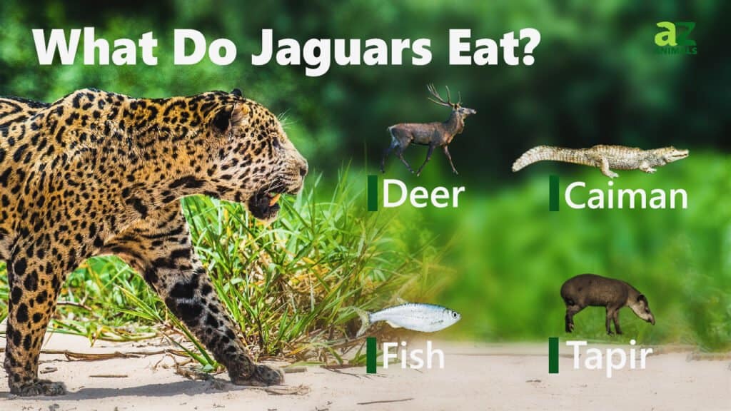 what-do-jaguars-eat-their-diverse-diet-explained-a-z-animals