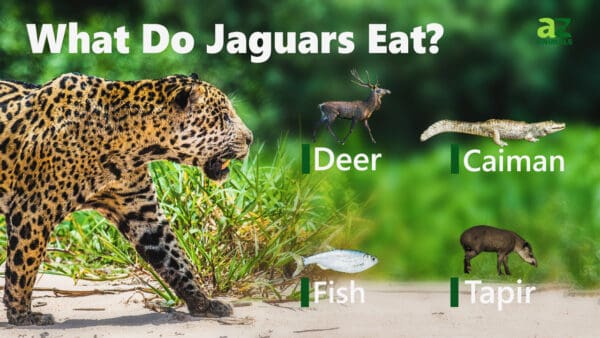 Jaguar - A-Z Animals