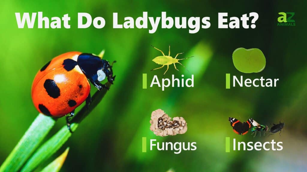 What Do Ladybugs Eat and Drink? - AZ Animals