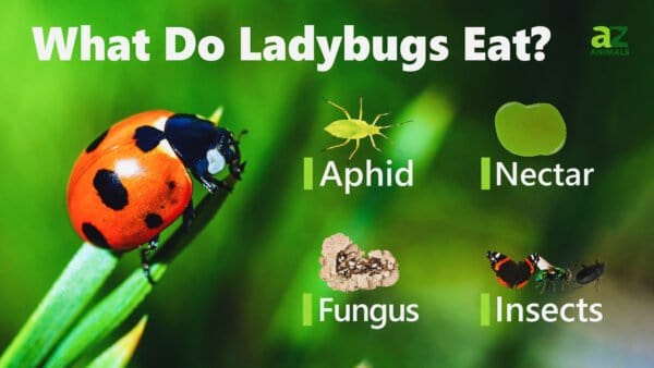 What Do Ladybugs Eat and Drink? - A-Z Animals