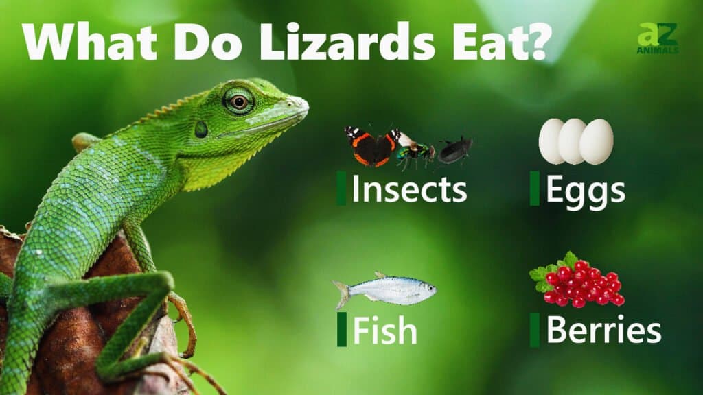 what do lizards eat