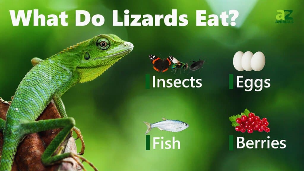 Lizard Animal Facts - A-Z Animals