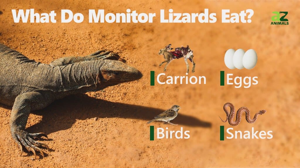 What Do Monitor Lizards Eat