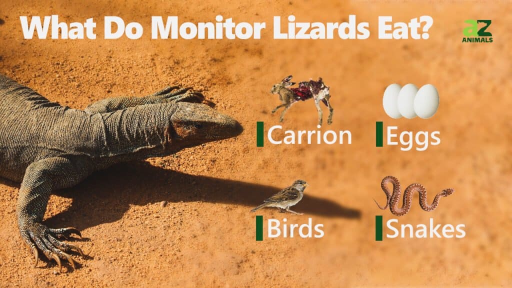 nile monitor eating