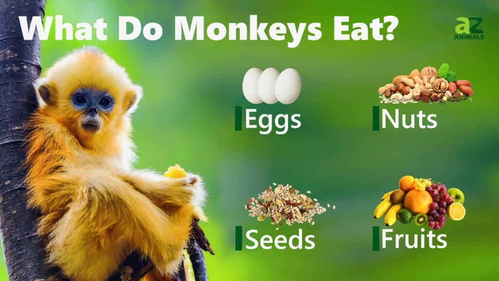 What Do Monkeys Eat? Their Diet Explained - AZ Animals