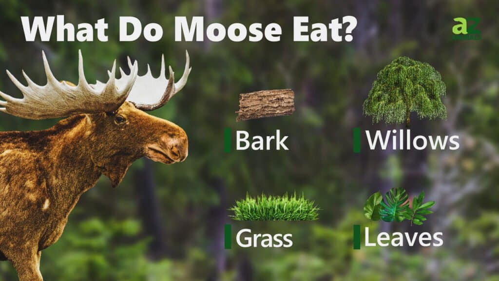 What Does a Moose Eat  : Unveiling the Munching Habits