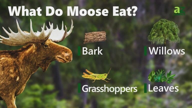 What Do Moose Eat