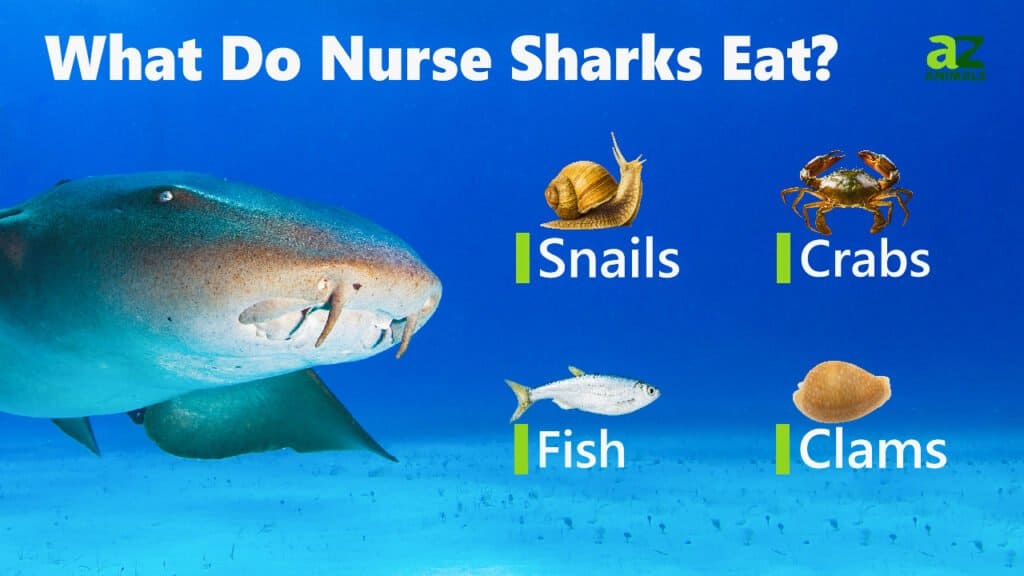 What Do Nurse Sharks Eat