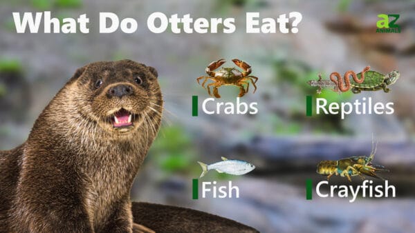 What Do Otters Eat? - A-Z Animals