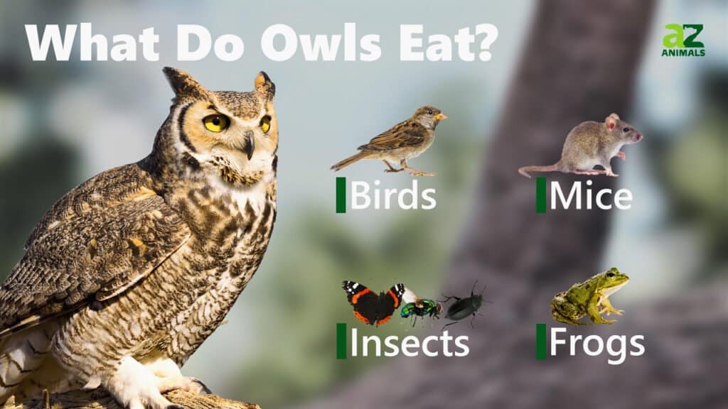 What Do Owls Eat? - AZ Animals
