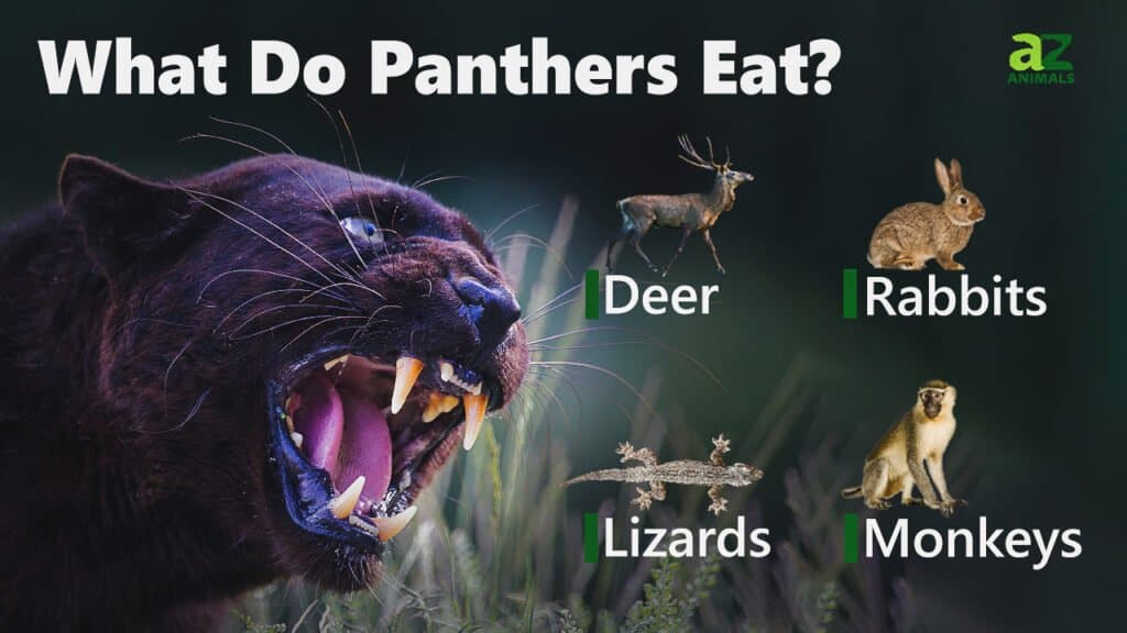 What do Panthers Eat 