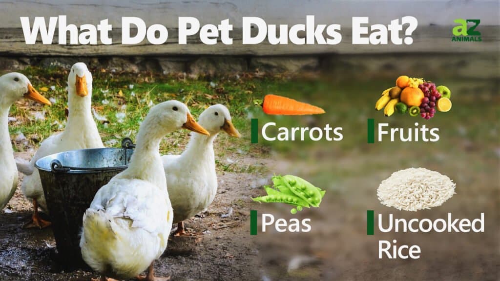 do ducks eat dog food