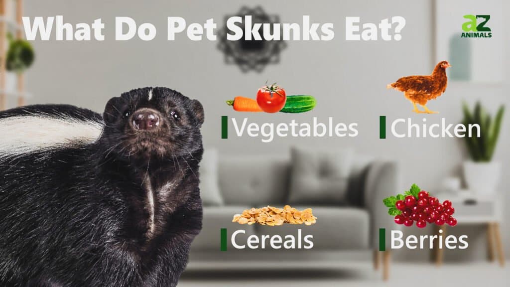 What Do Pet Skunks Eat