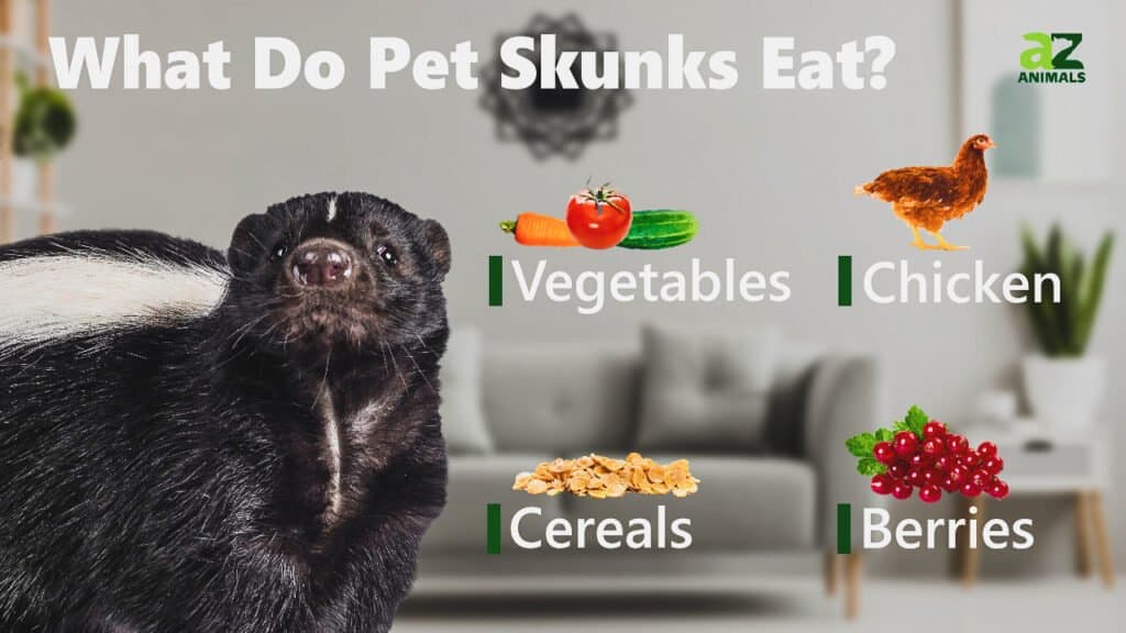 What Do Skunks Eat? - A-Z Animals