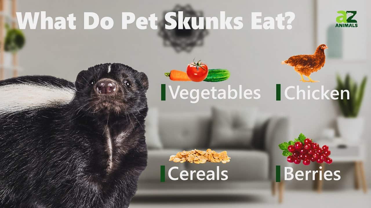 What Do Skunks Eat? AZ Animals